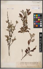 Foto von Salix aurita L. x Salix repens L.